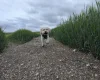 Maltipoo