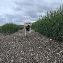 Maltipoo