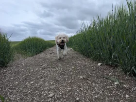 Maltipoo