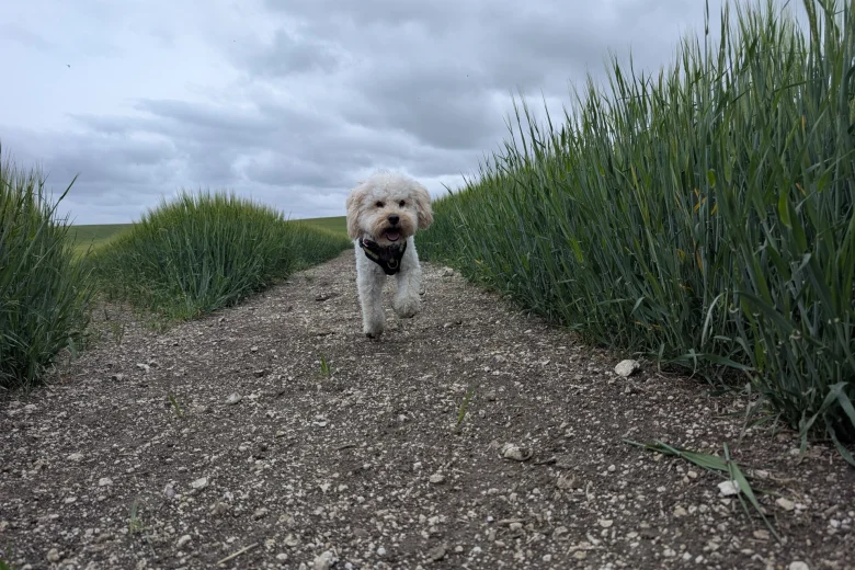 Maltipoo