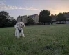Maltipoo