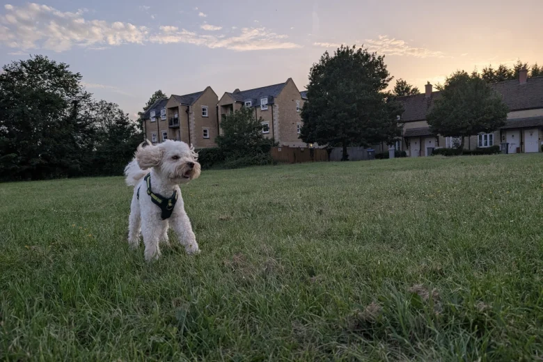 Maltipoo