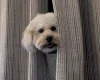Maltipoo