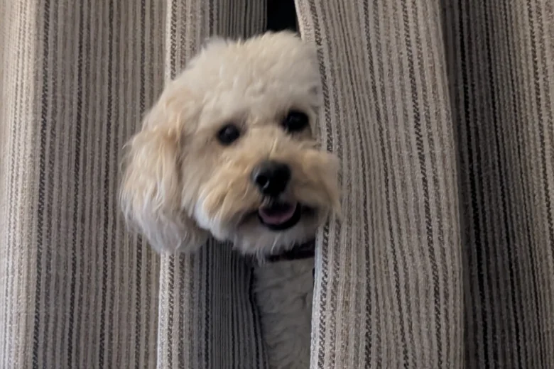 Maltipoo