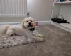 Maltipoo