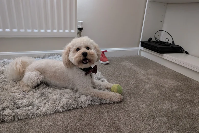 Maltipoo