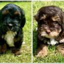 Maltipoo