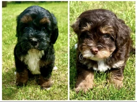 Maltipoo
