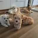 Maltipoo