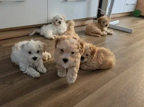 Maltipoo