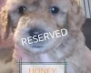 Maltipoo