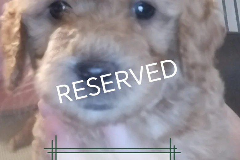 Maltipoo