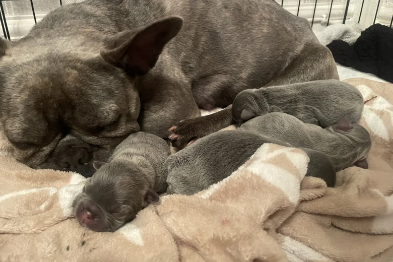 French Bulldog