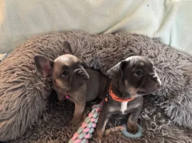 French Bulldog