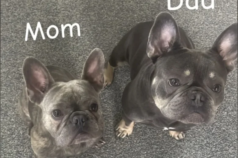 French Bulldog