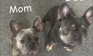 French Bulldog