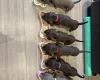 Dachshund (Smooth Haired)