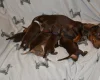 Dachshund (Smooth Haired)