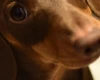 Dachshund (Smooth Haired)