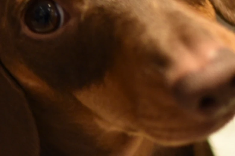Dachshund (Smooth Haired)