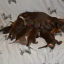 Dachshund (Smooth Haired)