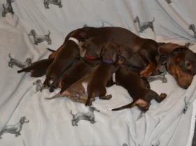Dachshund (Smooth Haired)