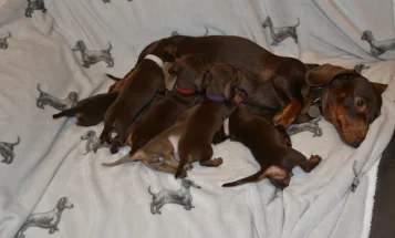 Dachshund (Smooth Haired)