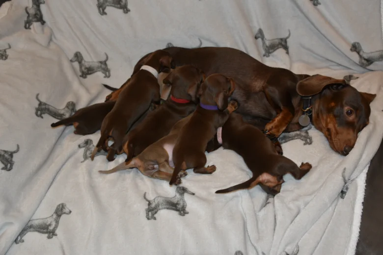 Dachshund (Smooth Haired)