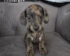 Dachshund (Smooth Haired)