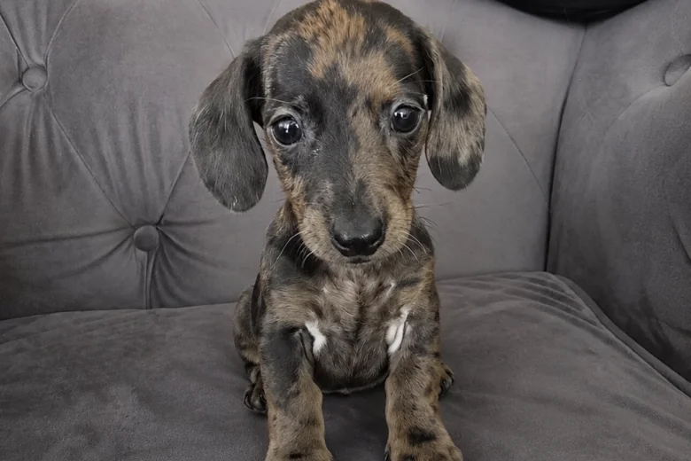 Dachshund (Smooth Haired)
