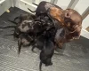 Dachshund (Smooth Haired)