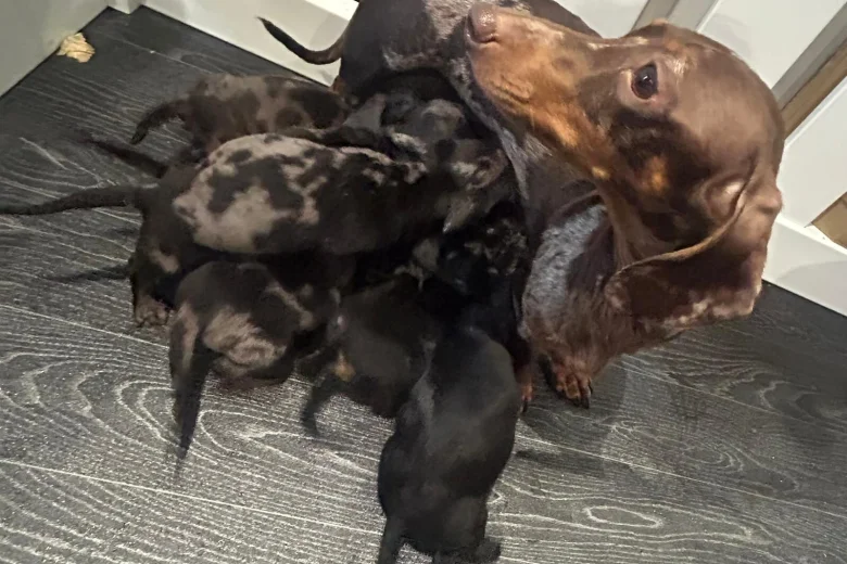 Dachshund (Smooth Haired)