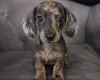 Dachshund (Smooth Haired)