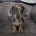 Dachshund (Smooth Haired)