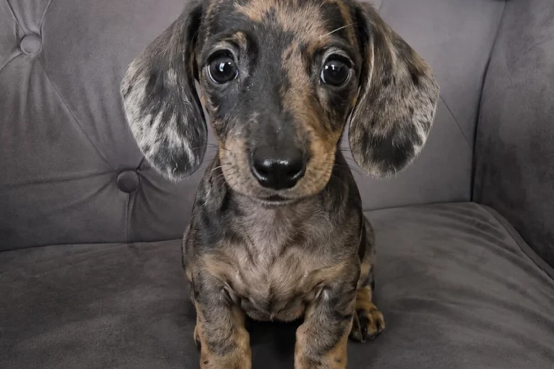 Dachshund (Smooth Haired)