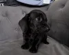 Dachshund (Smooth Haired)