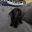 Dachshund (Smooth Haired)