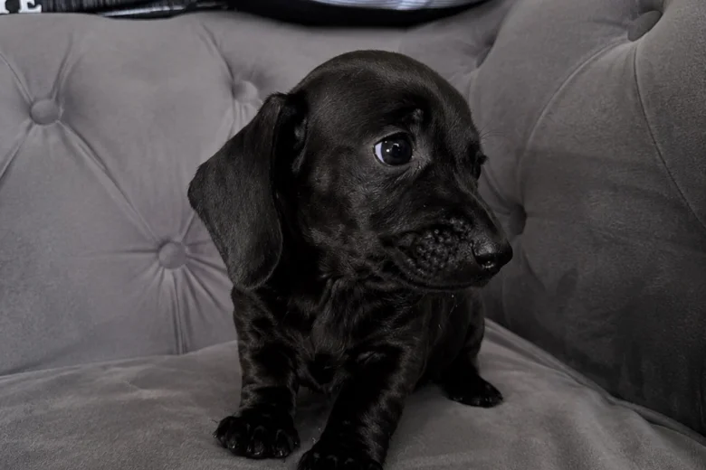 Dachshund (Smooth Haired)