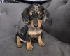 Dachshund (Smooth Haired)