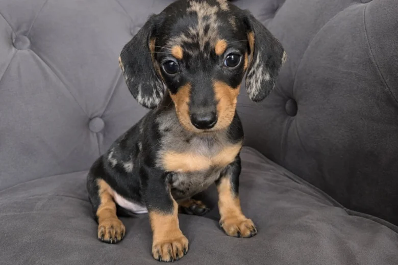 Dachshund (Smooth Haired)