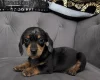 Dachshund (Smooth Haired)