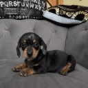 Dachshund (Smooth Haired)