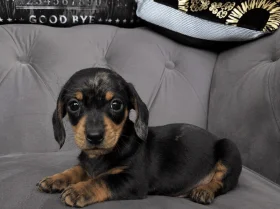 Dachshund (Smooth Haired)