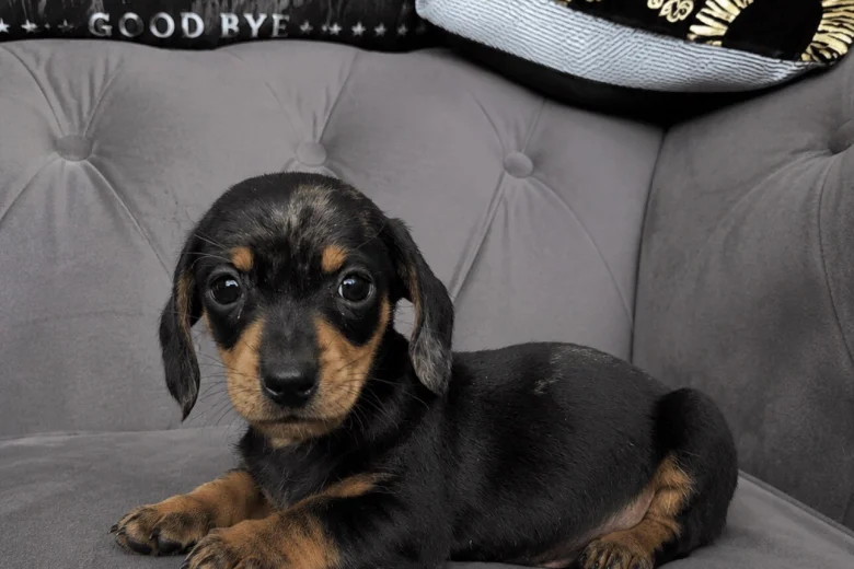 Dachshund (Smooth Haired)