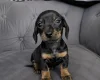 Dachshund (Smooth Haired)