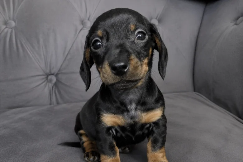 Dachshund (Smooth Haired)