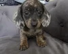 Dachshund (Smooth Haired)
