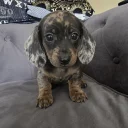 Dachshund (Smooth Haired)