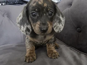 Dachshund (Smooth Haired)