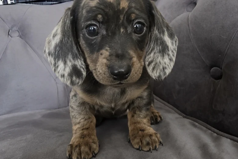 Dachshund (Smooth Haired)